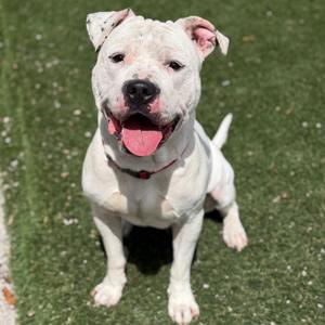Ghost, Terrier, American Pit Bull, adult, available for adoption