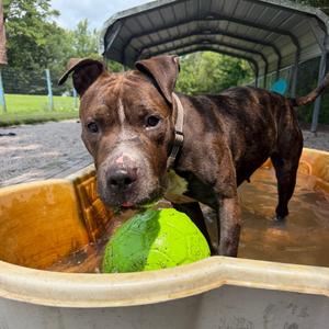 Fiona, Terrier, American Pit Bull, adult, available for adoption