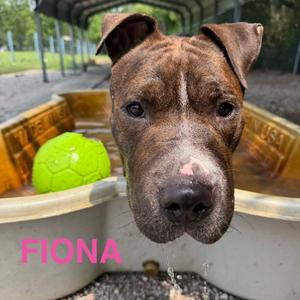 Fiona, Terrier, American Pit Bull, adult, available for adoption