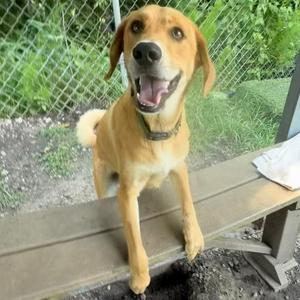 Carmello, Beagle, adult, available for adoption