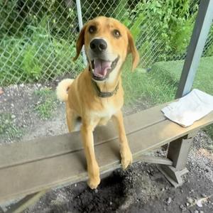 Carmello, Beagle, adult, available for adoption