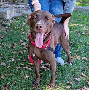 Abby, Labrador Retriever / Boxer, young, available for adoption