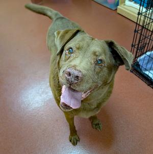 A brown dog with blue eyes and a pink tongue sticking out, standing on a red floor.