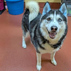 Gummy Bear, Husky, adult, available for adoption