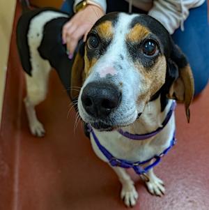 Tequila, Treeing Walker Coonhound, adult, available for adoption