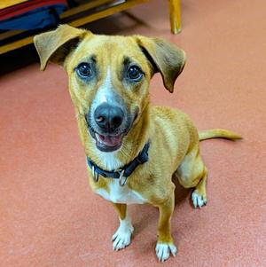 Frenchie, Beagle / Dachshund, adult, available for adoption