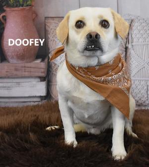 Doofey, Mixed Breed, adult, available for adoption