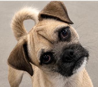 Graham, Pug/Mixed Breed, adult, available for adoption
