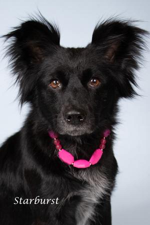 Starburst, Border Collie/Mixed Breed, adult, available for adoption