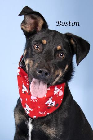 Boston, Shepherd/Mixed Breed, young, available for adoption