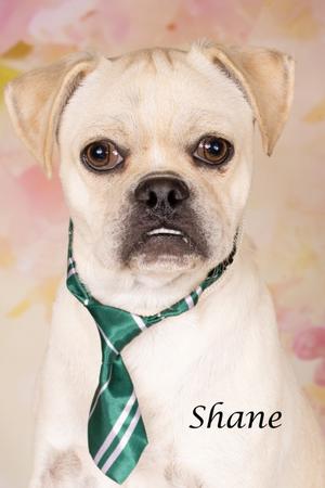 A photographic studio portrait of a light-colored dog wearing a green and white striped tie, with the name 'Shane' written on the image.