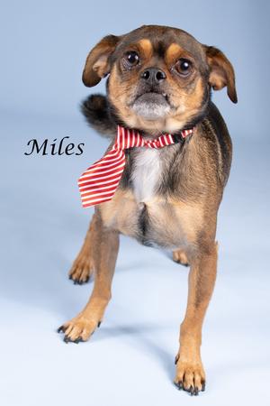 A small dog with a red and white striped bow tie standing on a light blue background.