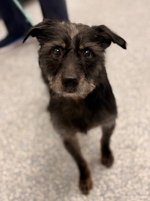 Rags, Terrier, adult, available for adoption