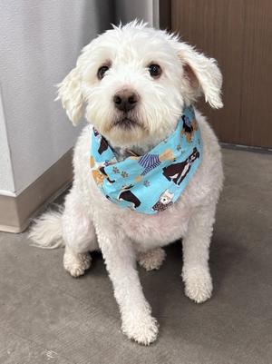 Shawn, Poodle/Mixed Breed, adult, available for adoption