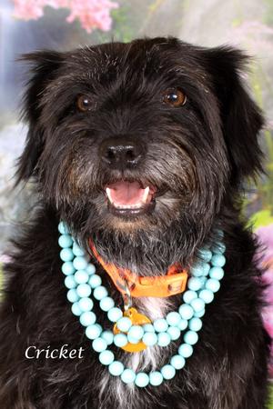 Cricket, Terrier/Mixed Breed, adult, available for adoption