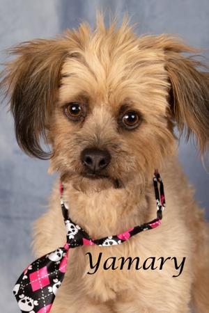 Yamary (now Sammy), Poodle/Chihuahua, adult, available for adoption