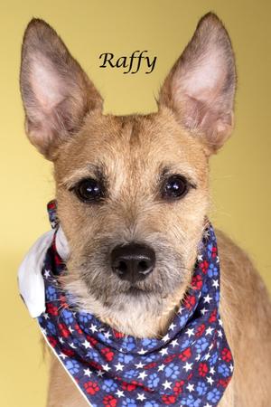 A photograph of a tan dog named Raffy wearing a blue bandana with white stars and red paw prints.