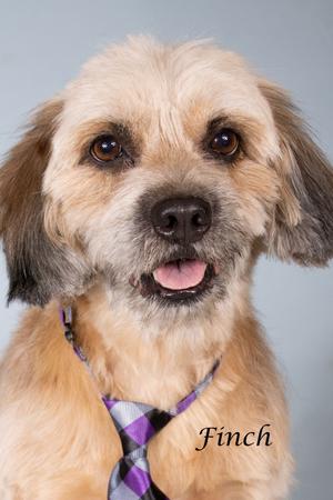Finch, Lhasa Apso/Mixed Breed, adult, available for adoption
