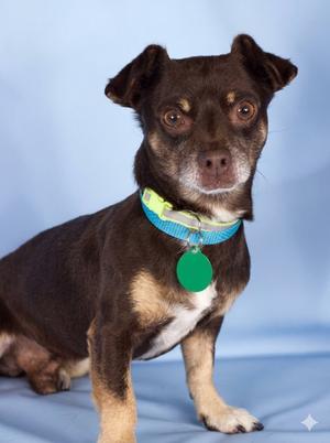 Munchkin, Chihuahua, adult, available for adoption