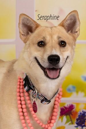 Seraphine, Shiba Inu/Mixed Breed, adult, available for adoption
