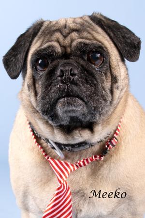 Meeko, Pug/Mixed Breed, adult, available for adoption