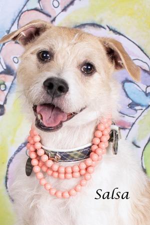 A smiling terrier mix dog with tan and white fur, wearing a pink beaded necklace and a plaid collar. The word 'Salsa' is written to the right of the dog.