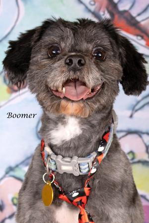 Boomer, Yorkshire Terrier Yorkie/Maltese, adult, available for adoption