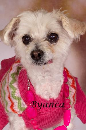 Byanca, Maltese/Mixed Breed, senior, available for adoption