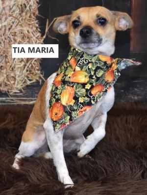 Tia Maria, Chihuahua/Mixed Breed, young, available for adoption