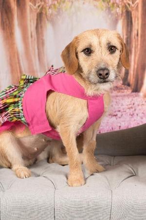 Chicka (now Willow), Terrier, senior, available for adoption