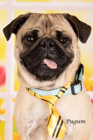 Pugum, Pug, young, available for adoption