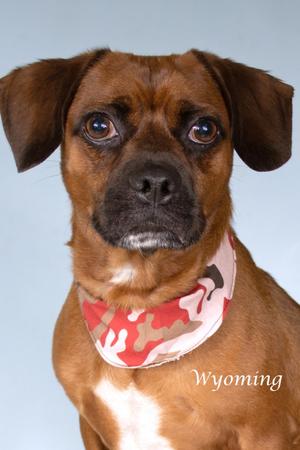 Wyoming, Boxer/Dachshund, adult, available for adoption