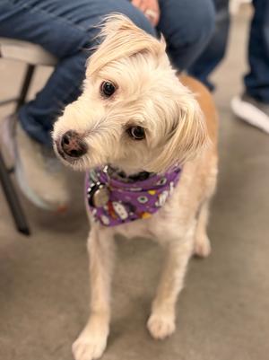 A small white dog wearing a purple bandana with a pattern of bones and paw prints, standing on a concrete floor with people in the background.
