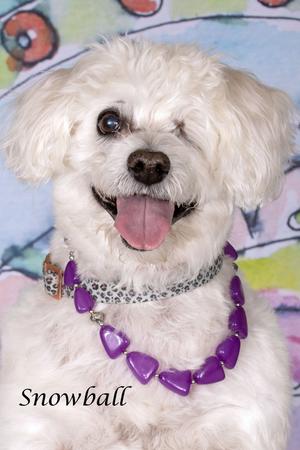 A fluffy white dog named Snowball wearing a purple beaded necklace and a collar, winking.