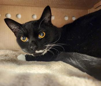 Dr. Pepper, adult, available for adoption