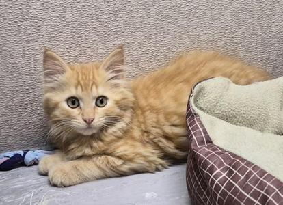 A fluffy orange kitten with large, expressive eyes is lying on a soft surface next to a patterned blanket. The kitten appears to be resting comfortably in a cozy indoor setting.