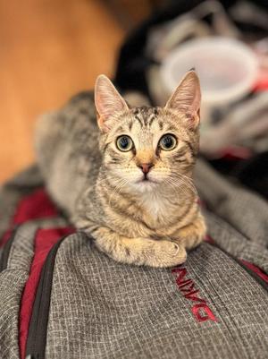 Cannoli (meet me in foster care!), young, available for adoption