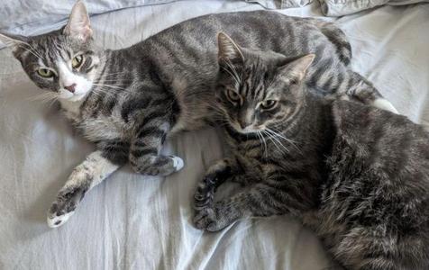 Lemon & Lime (meet us in foster care!), adult, available for adoption