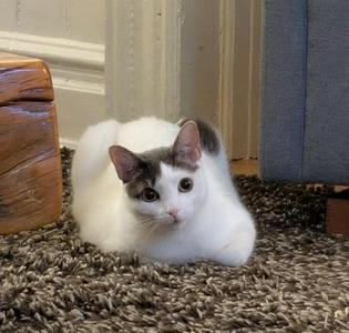 Dove (meet me in foster care!), senior, available for adoption