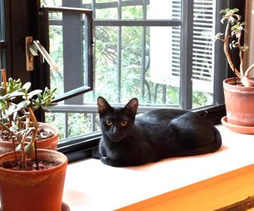 R2D2 (meet me in foster care!), young, available for adoption