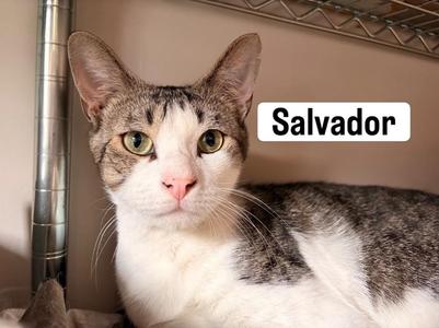 Pablo and Salvador (meet us in foster care!), adult, available for adoption