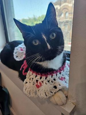 Trouble (meet me in foster care!), adult, available for adoption