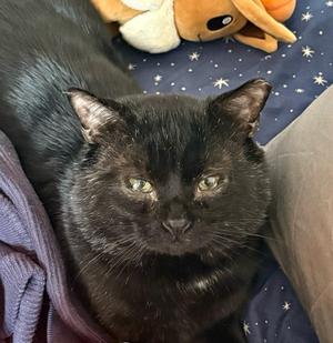 Bo (meet me in foster care!), senior, available for adoption