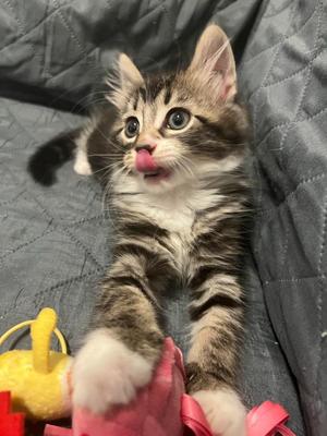 Kichi (meet me in foster care!), kitten, available for adoption