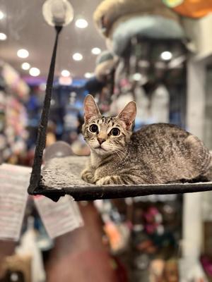 Oberon (meet me in foster care!), young, available for adoption