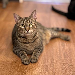 Pinto & Dodo (meet us in foster care!), young, available for adoption