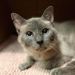Drake (I'm in foster care!), adult, available for adoption