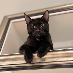 A black cat with bright green eyes is sitting on a silver-framed mirror, looking directly at the camera.