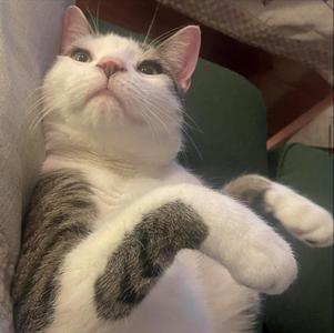 Sparky (meet me in foster care!), adult, available for adoption