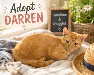 Darren, young, available for adoption